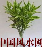 常德十二生肖养什么植物最旺财运？你知道吗！